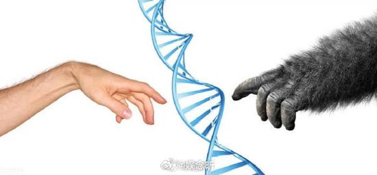 动物dna与人类dna融合