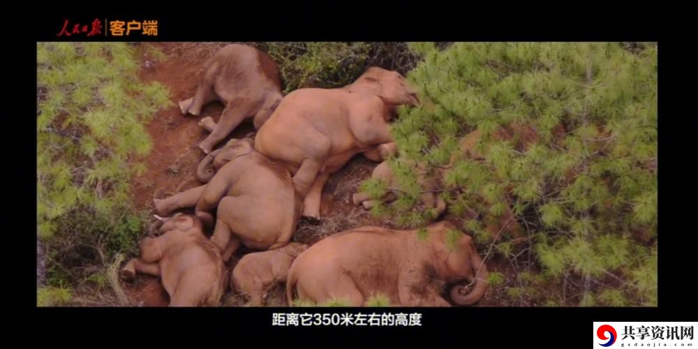 大象为何总能三秒内回家