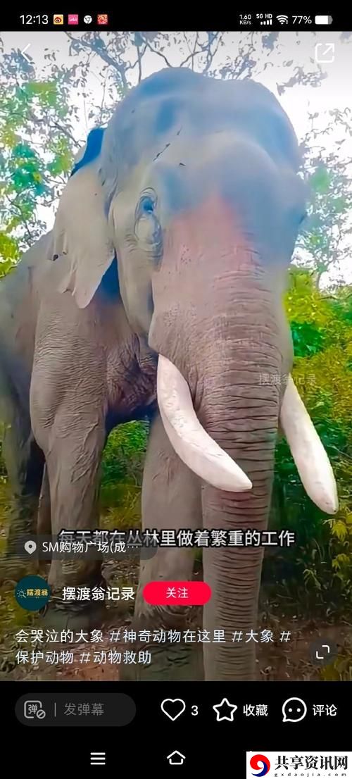 大象为何总能三秒内回家