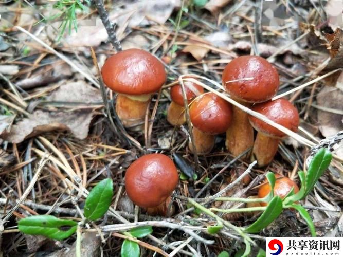 成人蘑菇，网友感叹：生活的奇妙与真实