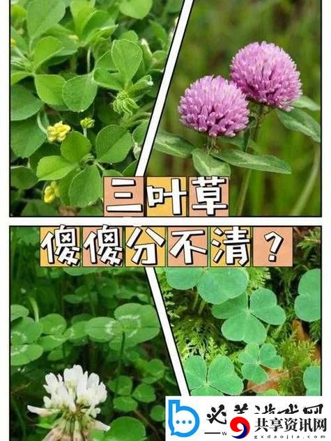  成品人和精品人的区别四叶草，网友感叹：走出自我定义的迷局