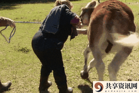 人犬兽人在线观看免费完整版上线，网友：火爆反响超出预期！