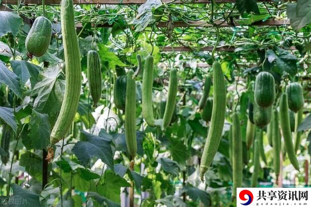 探索新颖视听体验——sg99.xy丝瓜视频