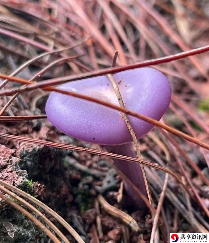 了解紫色的蘑菇根：紫色的蘑菇根很粗大能吃吗？