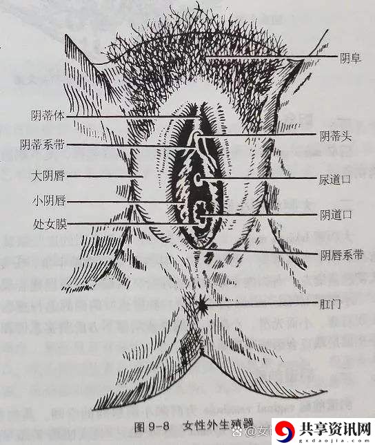 大荫蒂BBBBBB大荫蒂火爆上线，平台：梦幻娱乐