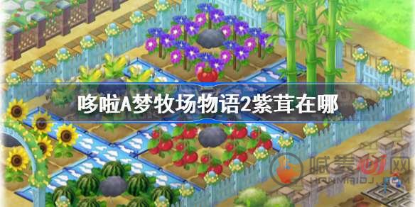 哆啦A梦牧场物语2紫茸如何获得 哆啦A梦牧场物语2紫茸获取方法一览