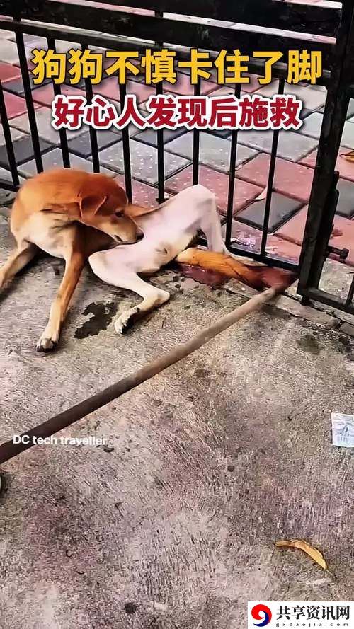 一人一狗卡住1小时，平台：人与动物的亲密关系透视