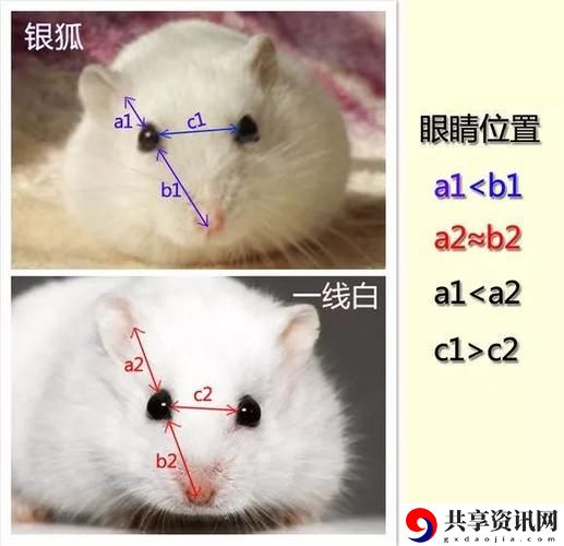 日木一线与三线的区别流畅不卡顿，网友：细节决定风格