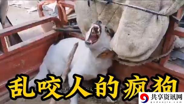 春晚药的神奇效应：吃了春晚药后会有多疯狂狗？