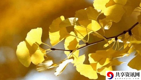 你喜欢银杏吗梗的意思含义出处介绍：游戏平衡与角色定位分析
