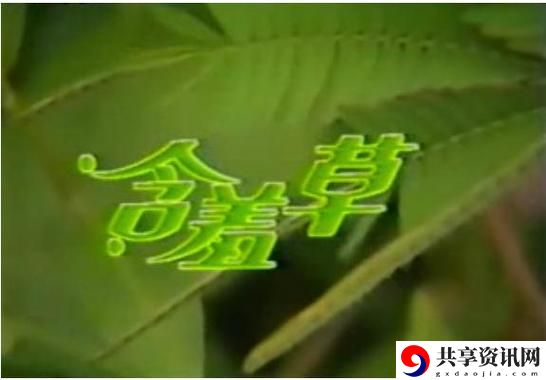 探寻“含羞草免费观看电视剧的背景故事”：一部关于爱的成长与坚持的作品