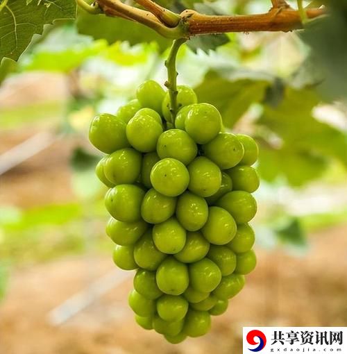 日本一产区与二产区葡萄：多样化的风味与独特的酿酒传统