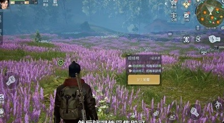 杜松木快速采集地点推荐 世界PVP技巧详解