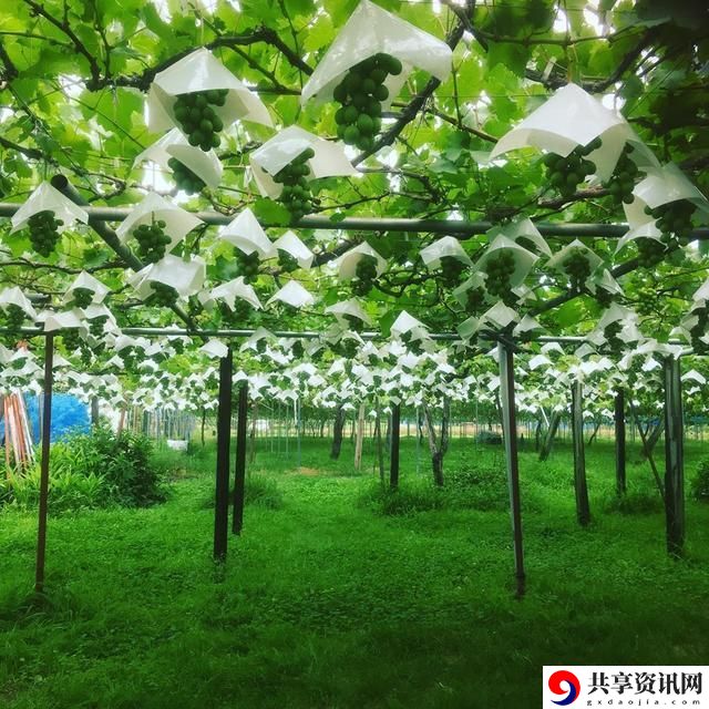 日本一产区与二产区葡萄，用户评论：