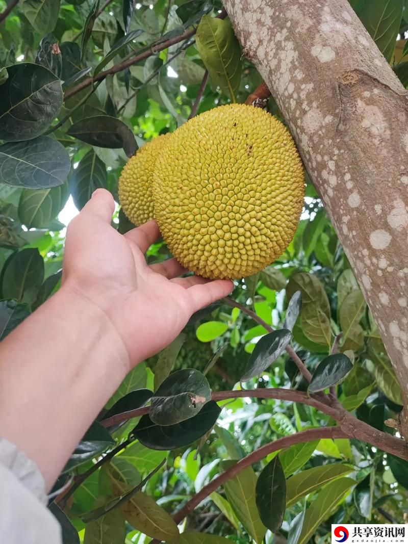 草莓香蕉菠萝蜜丝瓜的甜蜜之旅
