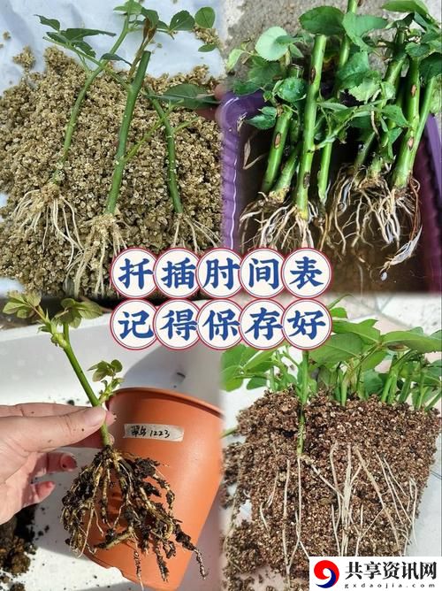 床上72种扦插方法图片