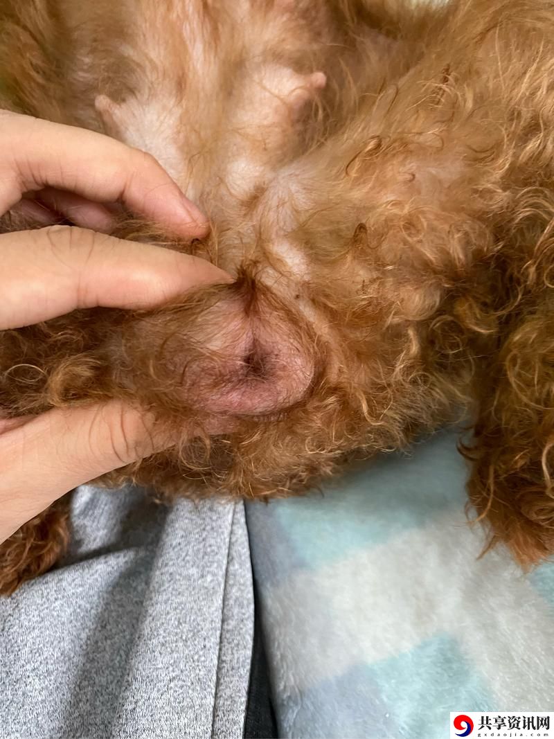  狗狗舔人阴部会得HPV吗？探讨宠物与人类健康的关系