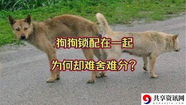 探讨“狗配人会锁住多长时间能分开”这一现象的深层含义