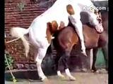 Zoom动物人配人马