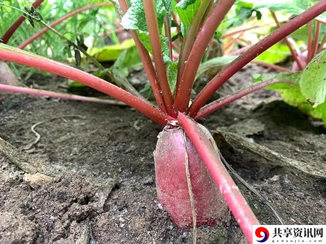  探索“绿巨人草莓丝瓜樱桃秋葵榴莲”的奇妙世界
