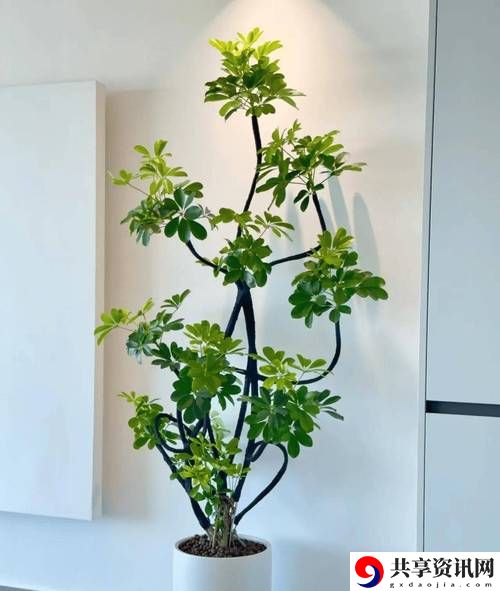  女性坐着扦插BB：探索植物与生活的美好结合