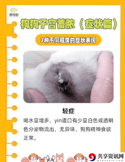关于“狗狗舔人阴部会得HPV吗”的探讨与解疑