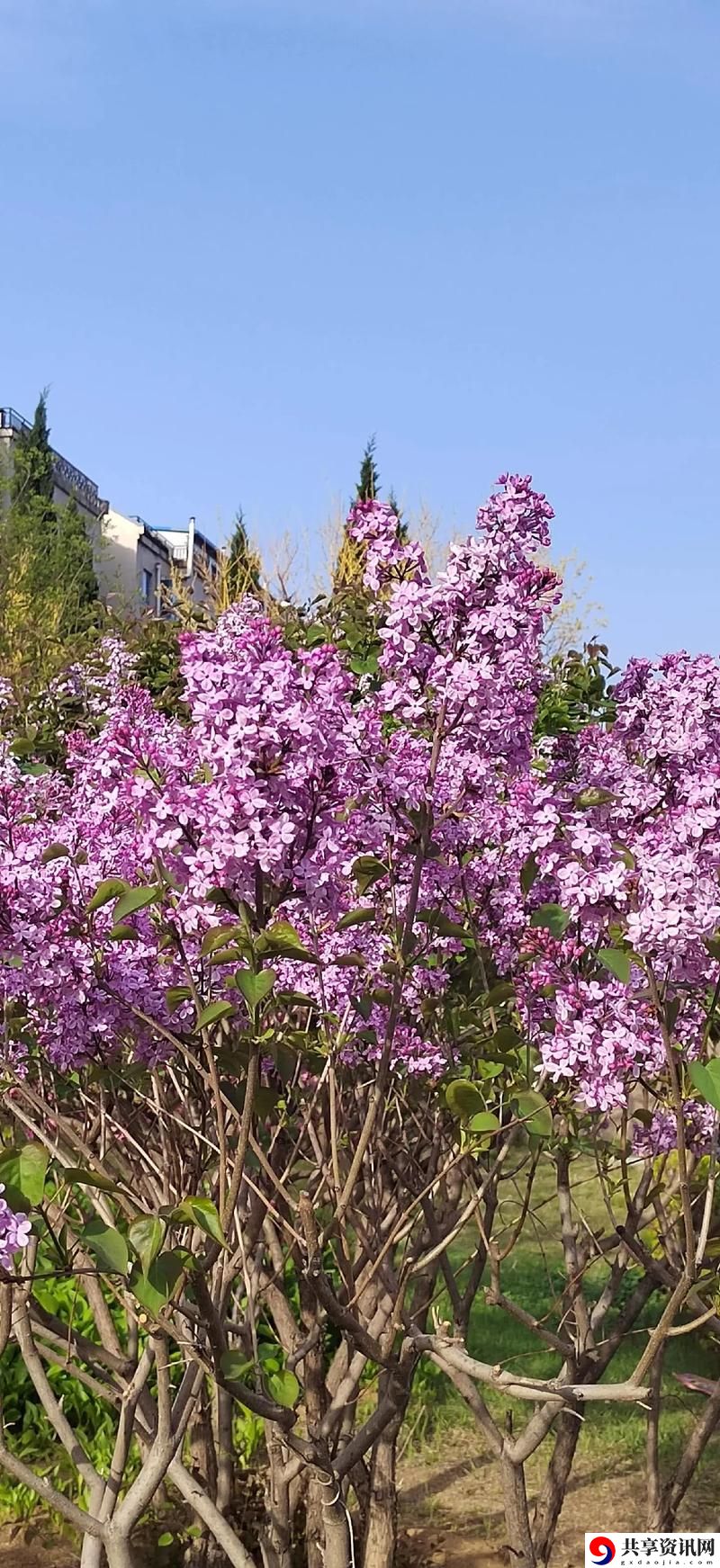 探索“丁香花免费高清完整在线观看”的美丽世界