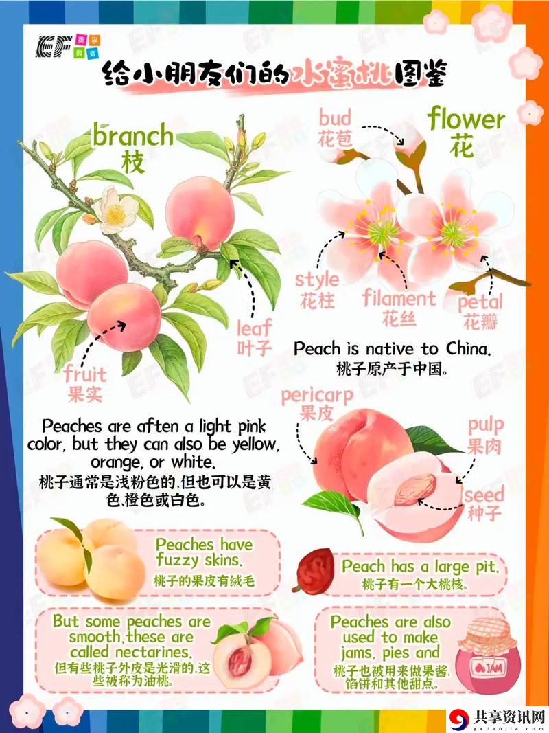 美丽的桃子2意大利语来源上线，网友：这才是艺术的真正魅力！