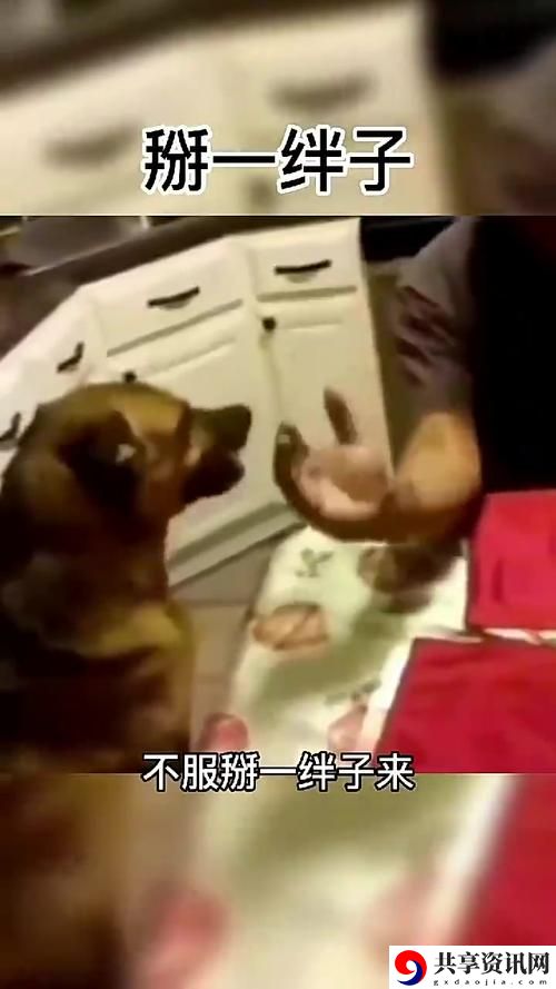 人狗大战9免费观看正版