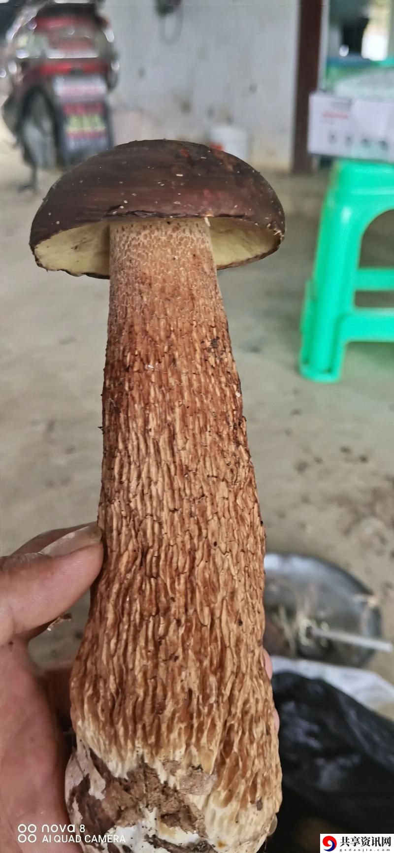 探索“黑黑的粗粗的长长的是什么”的神秘面纱