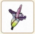小森生活魔芋位置介绍：游戏进阶有效策略