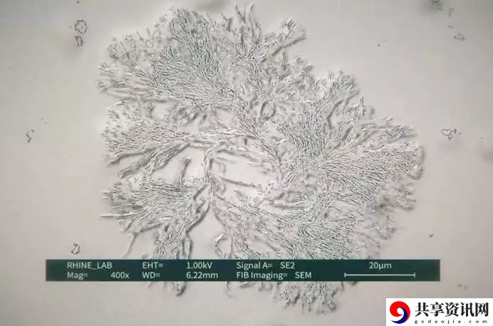 明日方舟靶向药物PV解读 靶向药物陈sirPV技能猜测