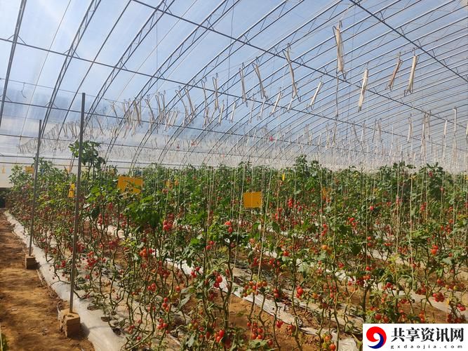  番茄短视频，平台：以创意为核心的短视频社区