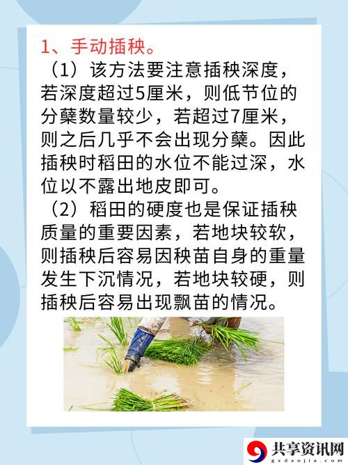 夫妻插秧38种方法图片大全，网友分享：一起体验农耕的乐趣