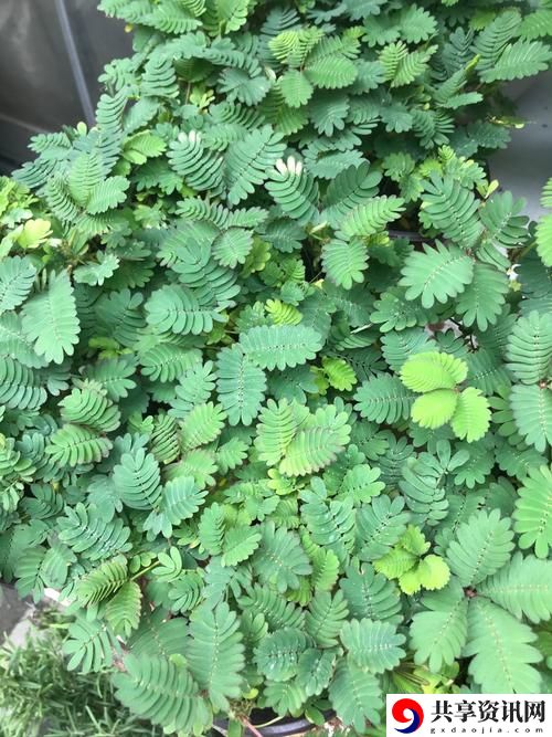  含羞草最新集数免费观看完整版，带你体验剧情高潮迭起的魅力