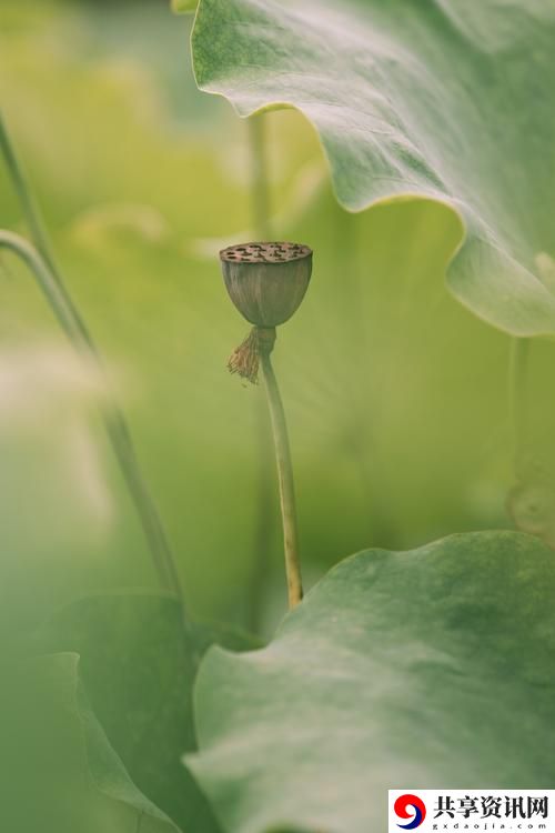  女儿的莲花免费观看第10集上线，网友表示：“故事愈发感人，期待后续发展！”
